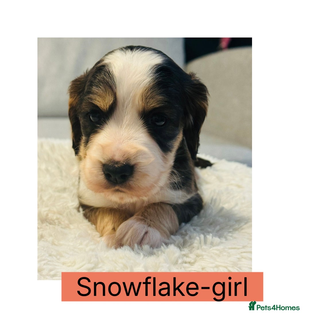 Cocker Spaniel dogs for sale: 6 Cocker Spaniel puppies for sale - Advert 7