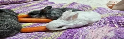 Mixed Breed rabbits for sale: 6 weeks old (25/6) Vienna and astrex gene last kit - Advert 9