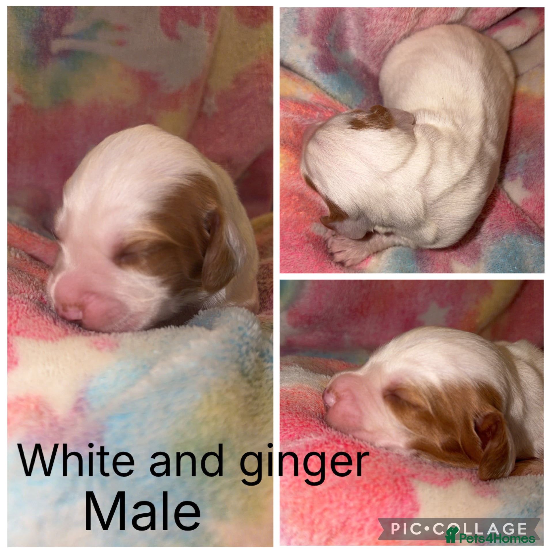 Cocker Spaniel dogs Cocker Spaniel Pups  - Advert 1