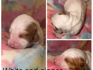 Cocker Spaniel dogs Cocker Spaniel Pups - Advert 1