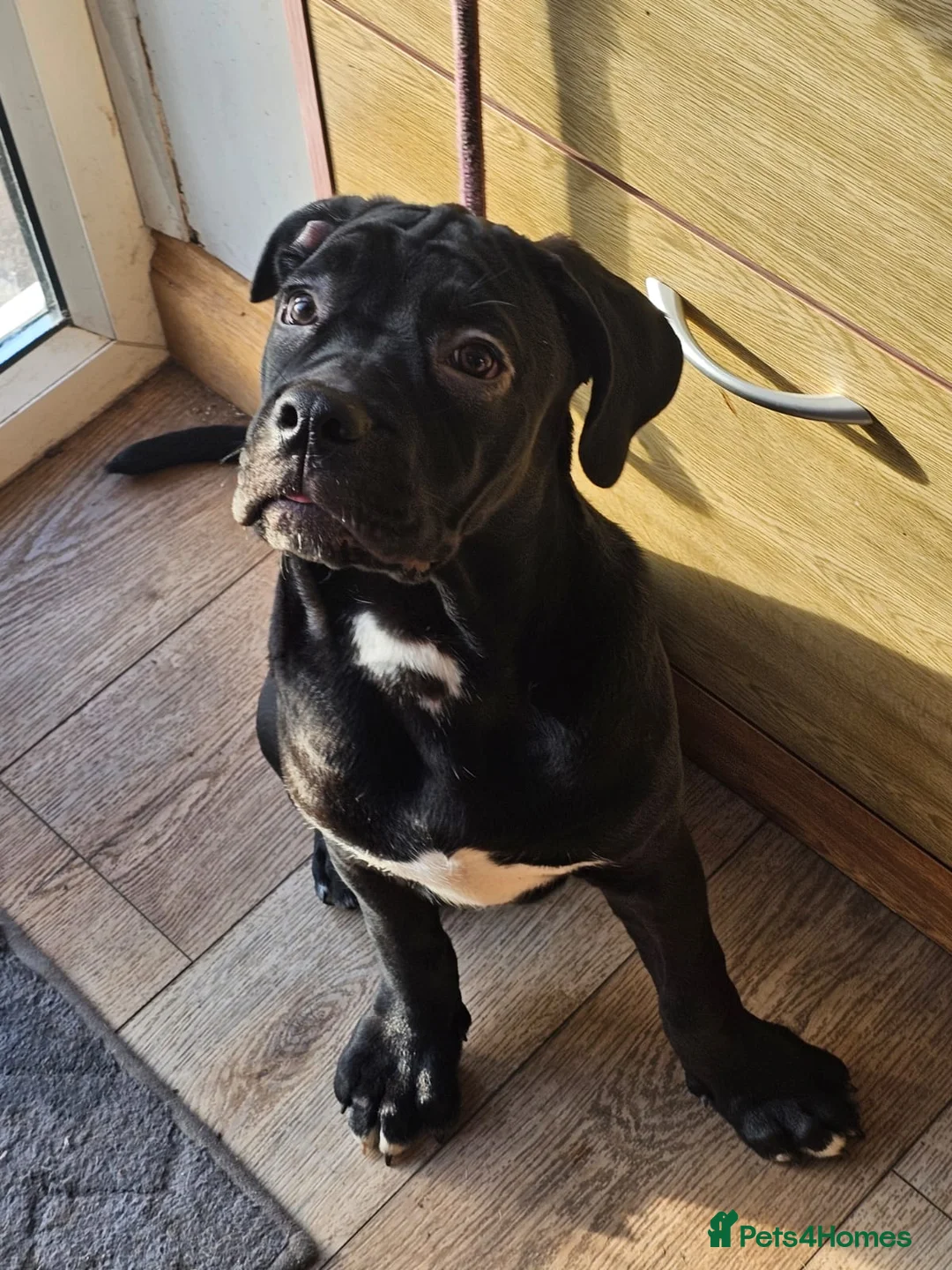 Cane Corso dogs for sale: Last remaining girl cane corso - Advert 10