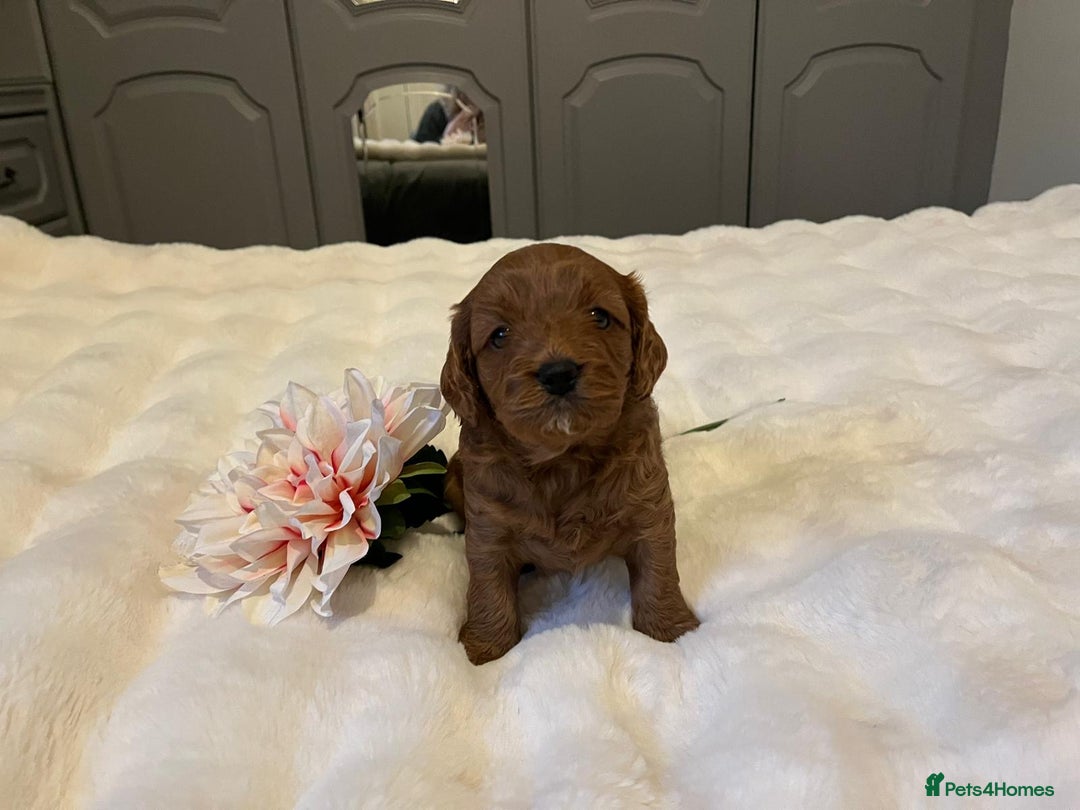 Cavapoo dogs for sale: ✨ Dark Red Cavapoo Puppies ✨** - Image 7