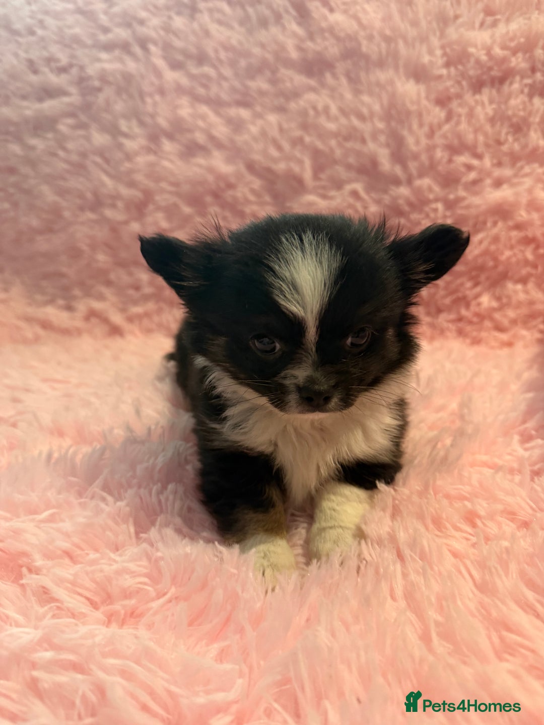 Chihuahua dogs for sale: Beautiful litter of four l/c CHIHUAHUAS READY NOW! - Advert 19
