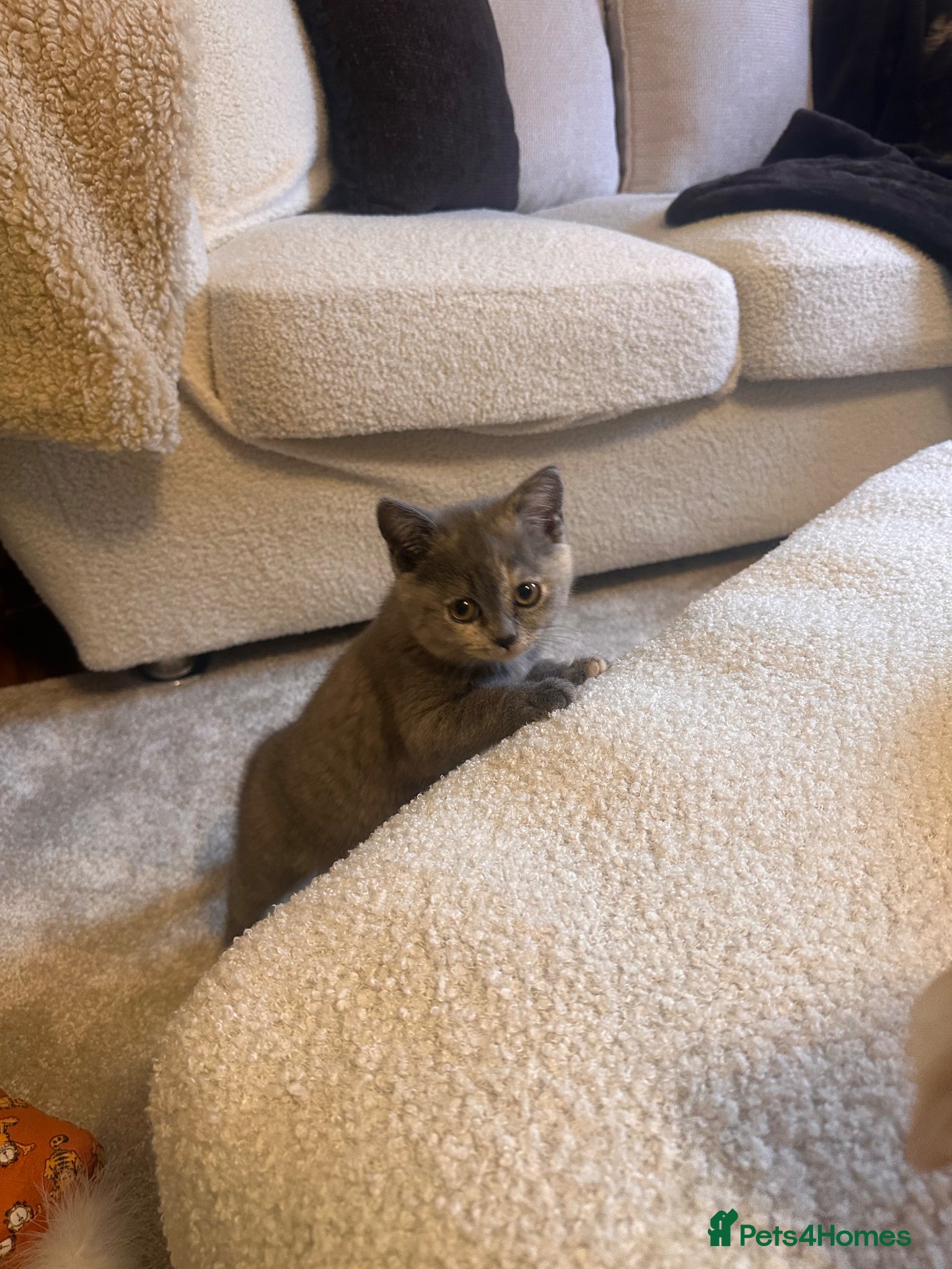 Scottish Fold cats Scottish fold - Advert 4