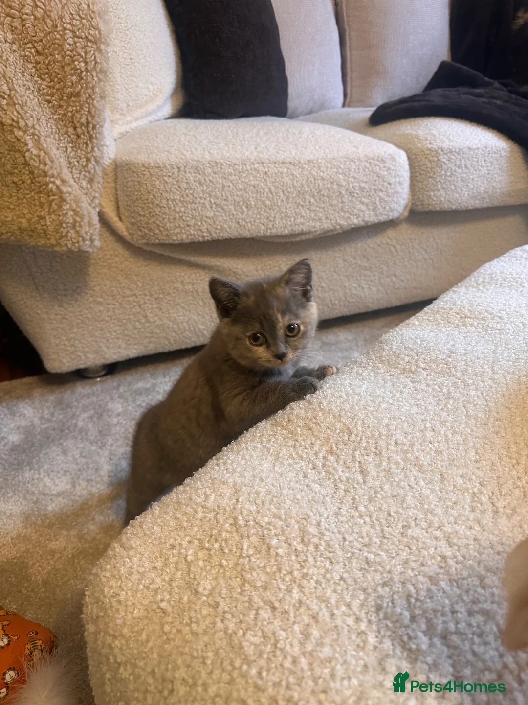 Scottish Fold cats for sale: Scottish fold in Cheltenham - Advert 1