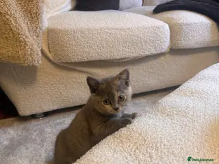 Scottish Fold cats Scottish fold - Advert 4