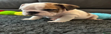 English Bulldog Puppy 4