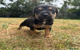 Jack Russell dogs for sale: Jack Russel terrier puppies for sale - Image 12