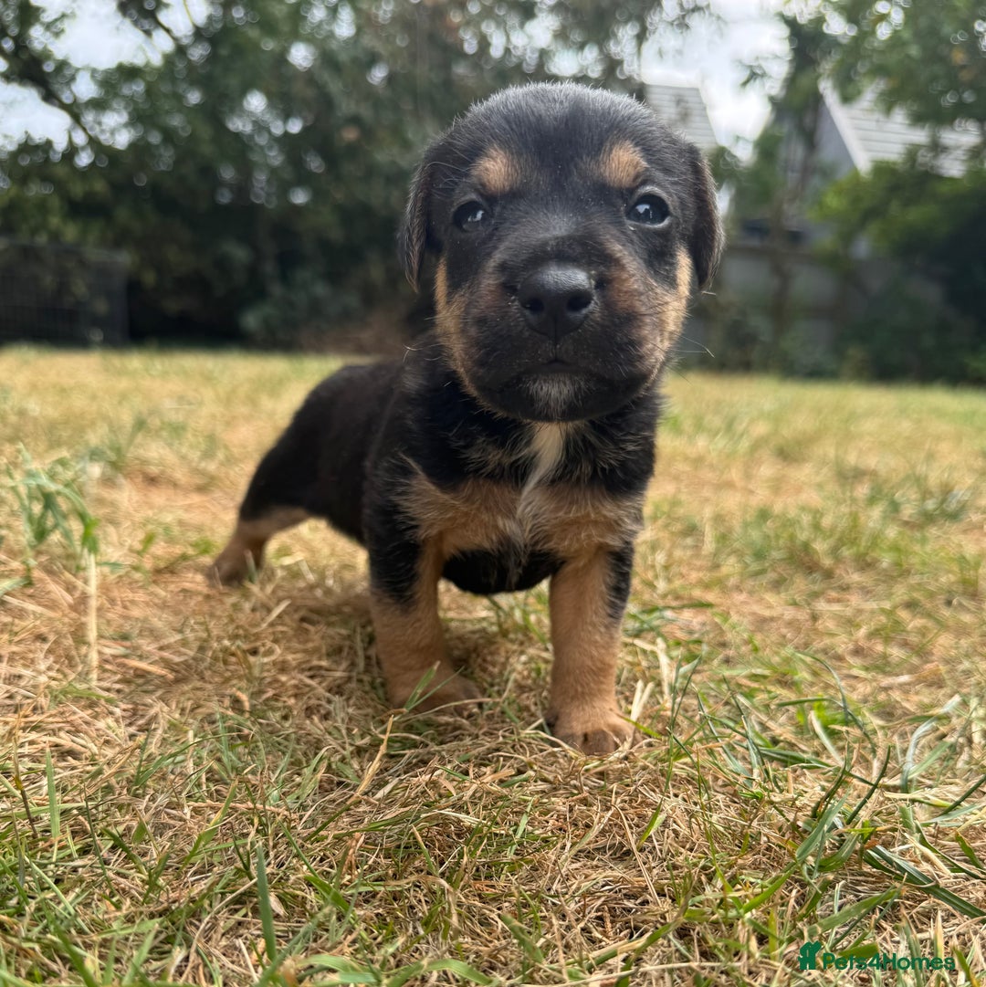 Jack Russell dogs for sale: Jack Russel terrier puppies for sale - Image 12