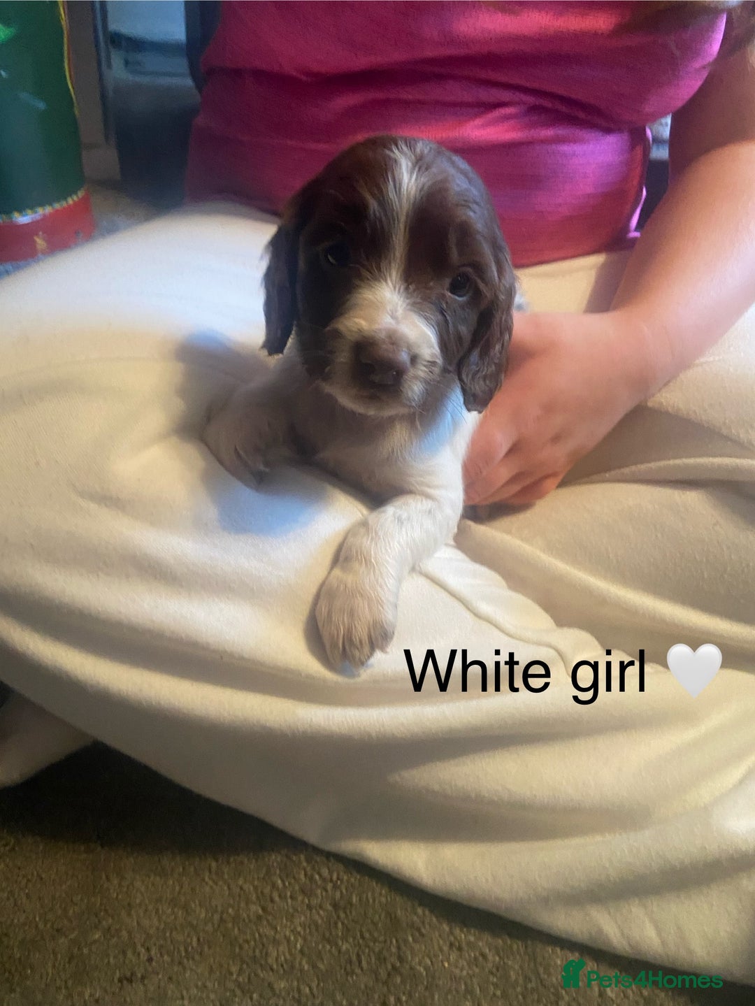 English Springer Spaniel dogs for sale: Springer spaniel puppies  - Advert 17