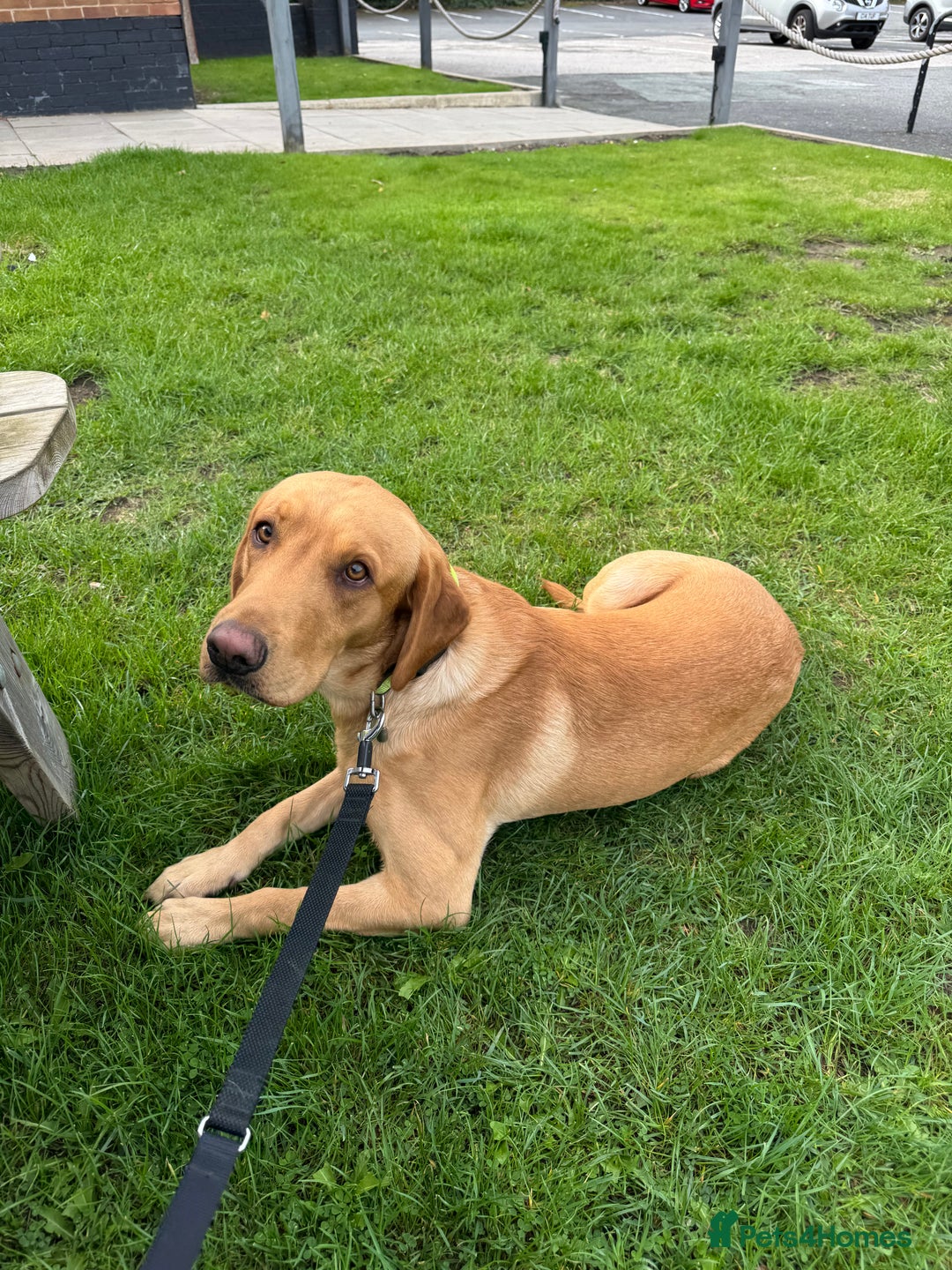 Labrador Retriever dogs for stud: KC reg fox red Labrador offered for stud - Advert 4