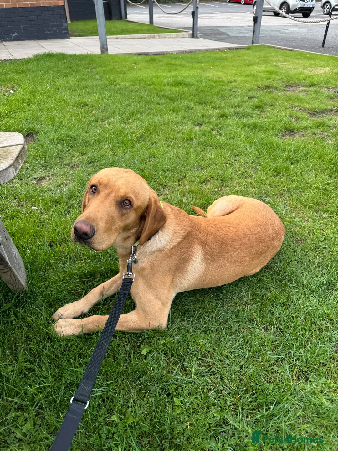 Labrador Retriever dogs for stud: KC reg fox red Labrador offered for stud - Advert 4