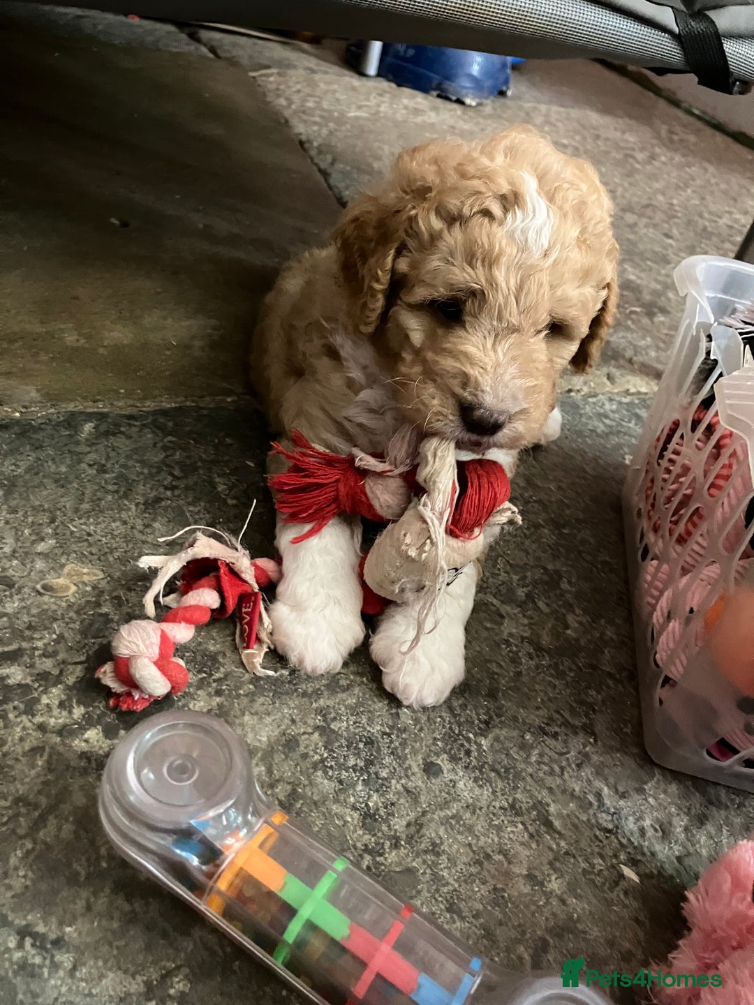 Australian Labradoodle dogs for sale: Stunning miniature Australian labradoodles - Image 7
