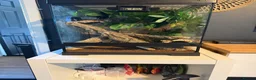 Gecko reptiles for sale: Male Lily White Crested Gecko - Advert 3