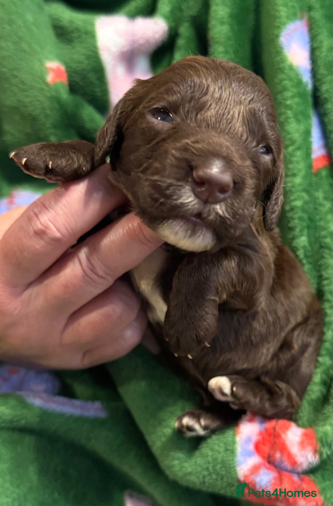 Cockapoo dogs for sale: F1 various mini cockapoos 30 dna health tested clr - Advert 3