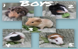 Guinea Pig rodents for sale: Mixture of teddy and abyssinian guinea pig - Image 2