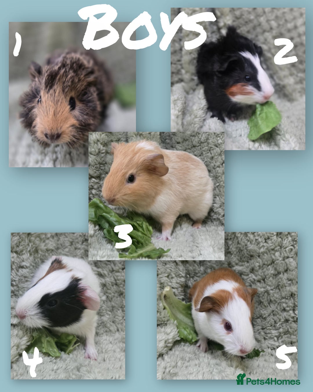 Guinea Pig rodents for sale: Mixture of teddy and abyssinian guinea pig - Image 2