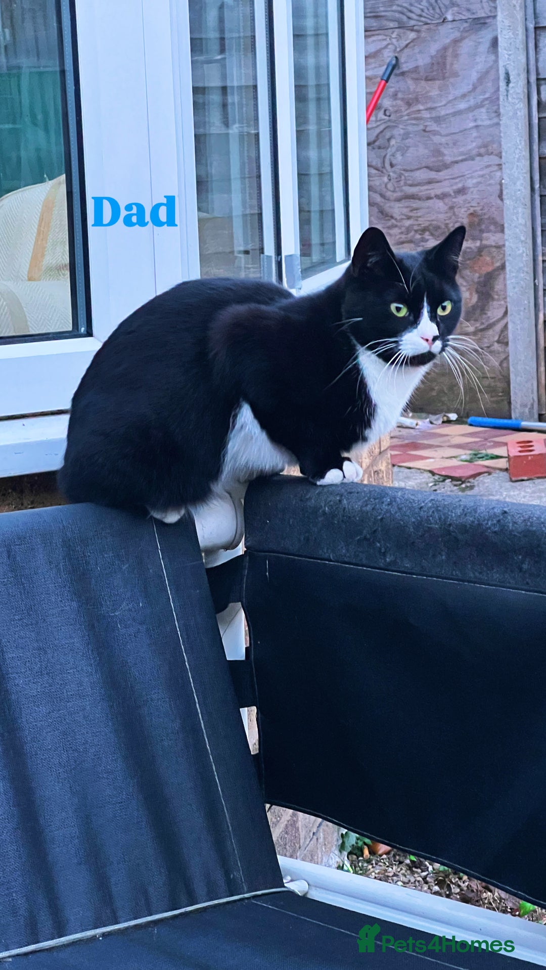 Domestic Shorthair cats for sale: 2 Beautiful Kittens For Sale!! - Image 4