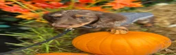 Dachshund dogs for stud: Long haired miniature dapple male dachshund  - Advert 3