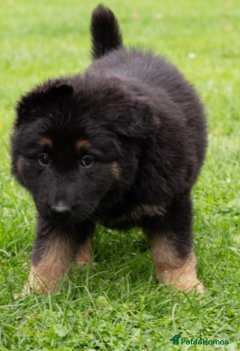 German Shepherd dogs KC German Shepherd puppies-Dad Rockforce Maverick - Advert 1