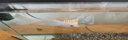 Goldfish fish for sale: Goldfish  in Cardiff - Advert 3