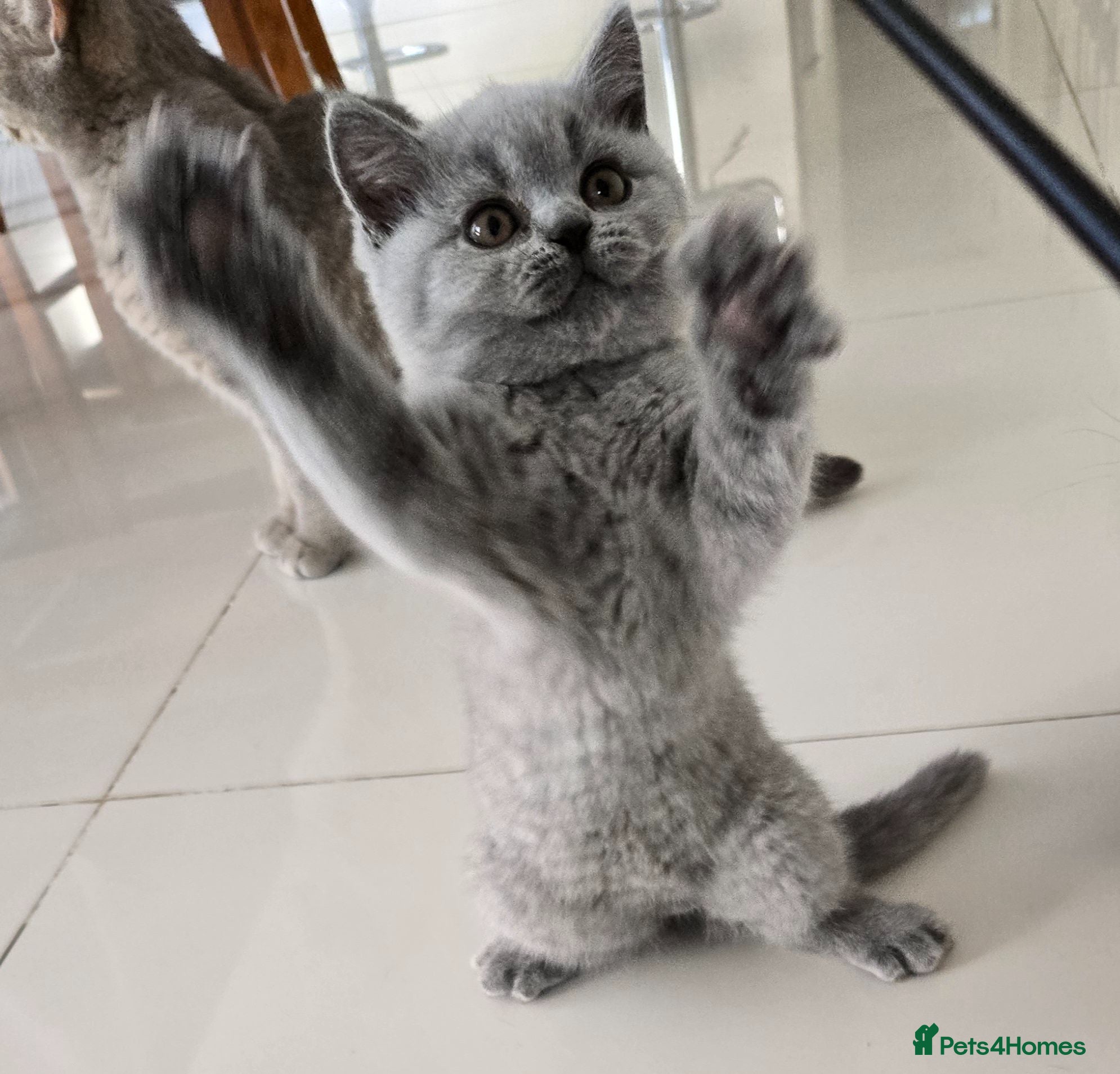 British Shorthair cats GCCF registered, ready to collect next week! - Advert 15