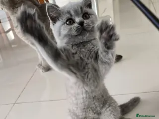 British Shorthair cats GCCF registered, ready to collect next week! - Advert 15