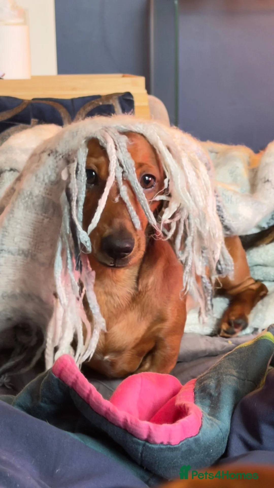 Miniature Dachshund dogs for sale: Loving Home Wanted for My Beautiful Dachshund Boy  - Advert 2
