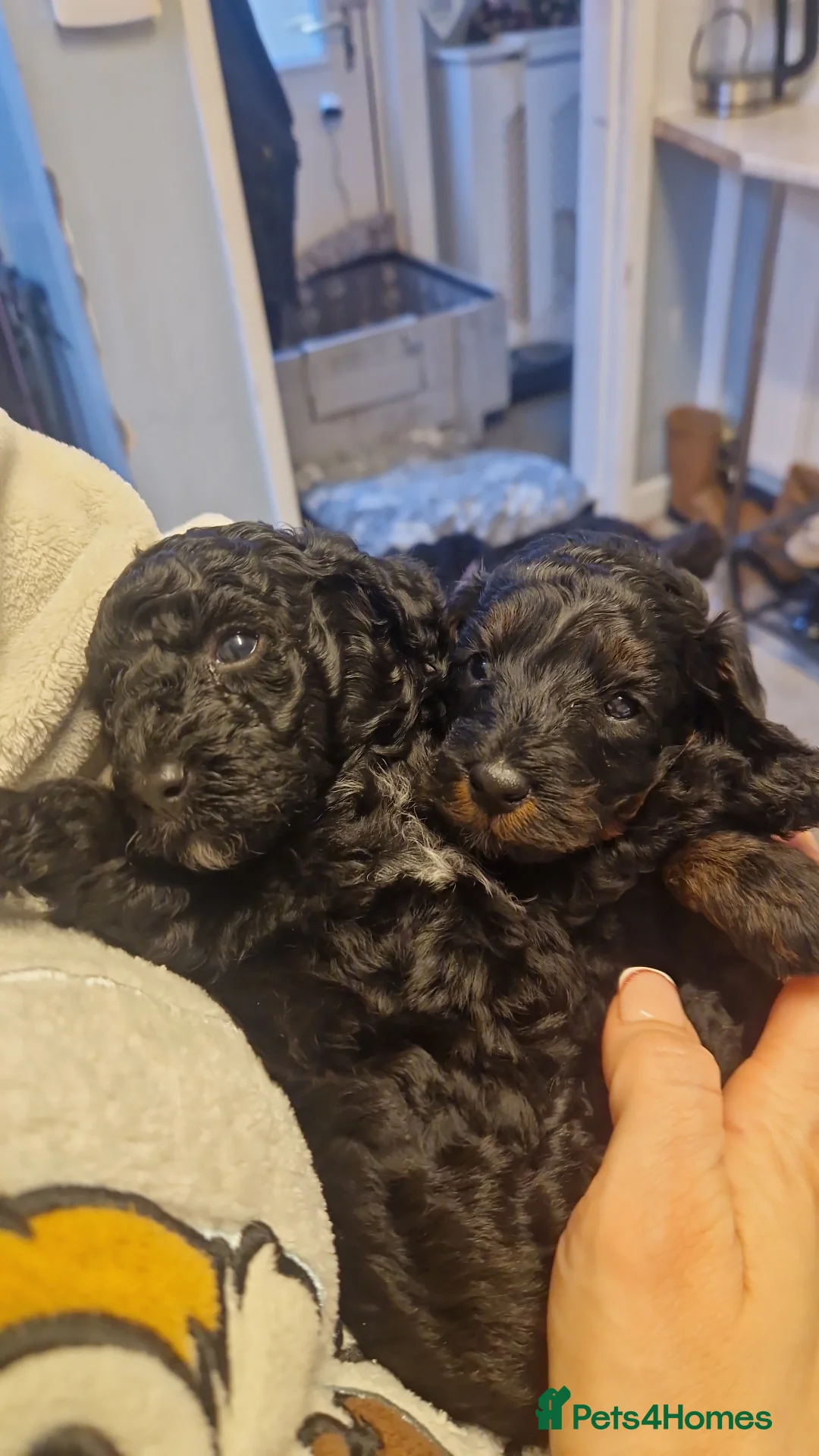 Cockapoo dogs for sale: Toy cockerpoos  - Advert 12