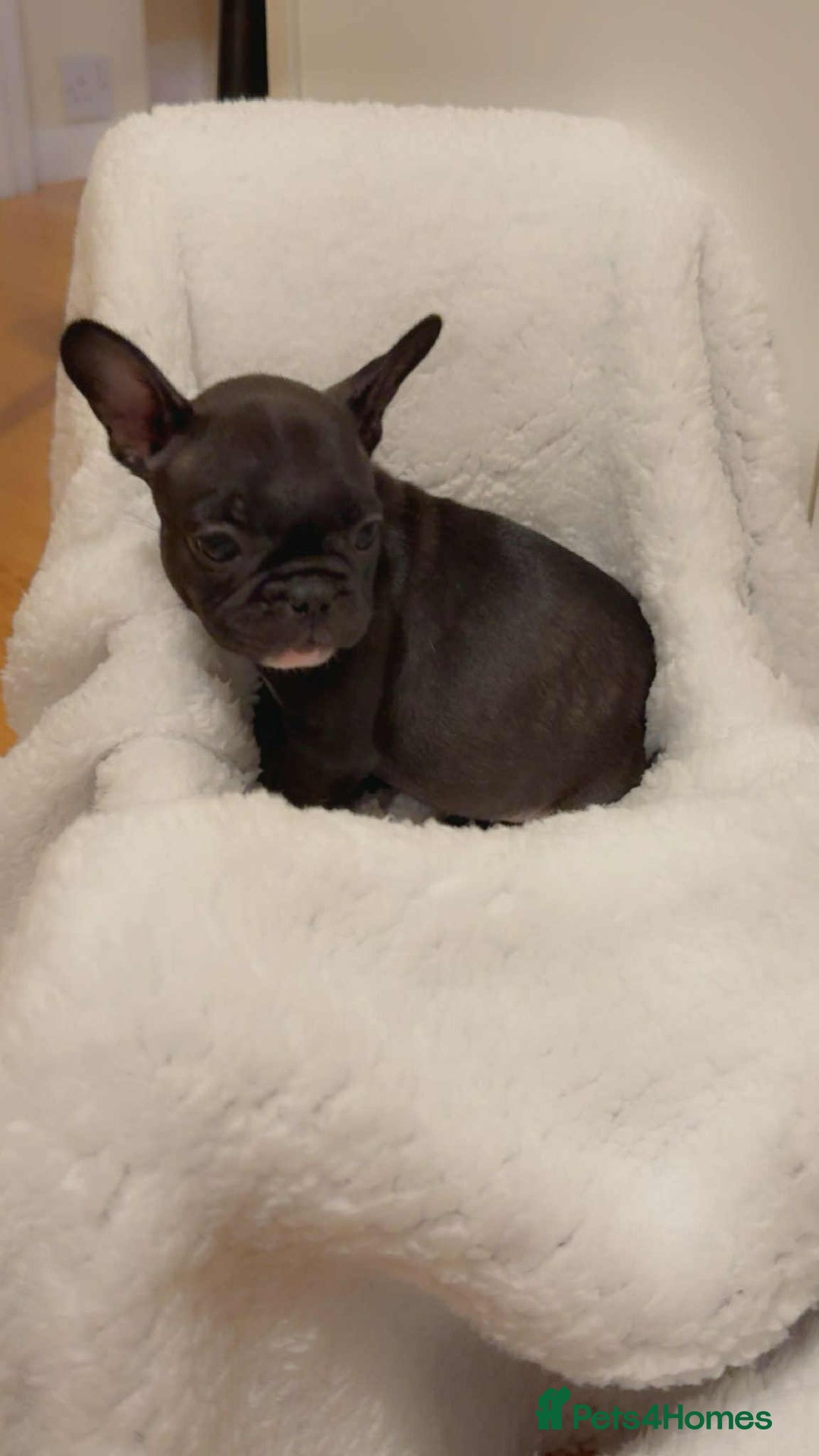 French Bulldog dogs for sale: French puppies  - Advert 14