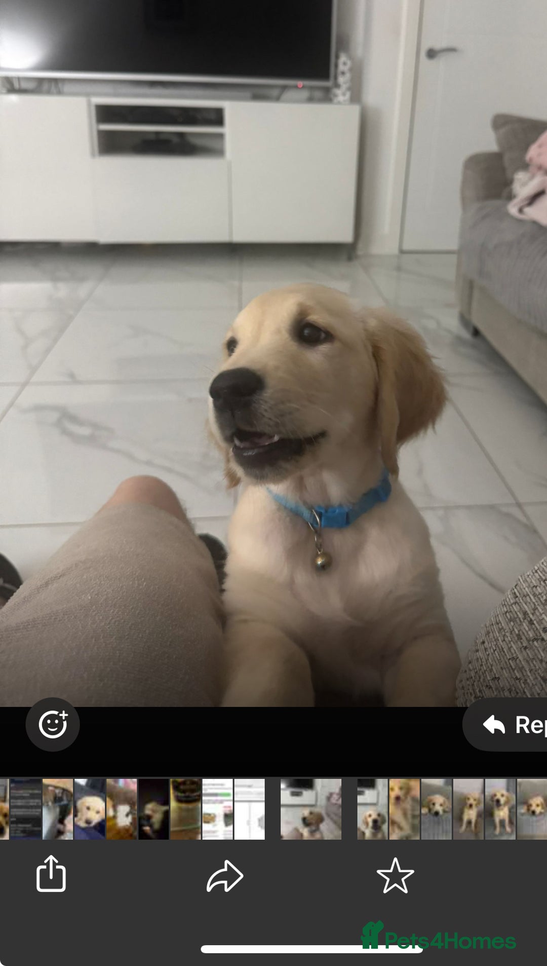 Golden Retriever dogs for sale: Golden retriever  - Advert 37