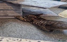 Domestic Shorthair cats for sale: Tabby cat  - Image 3
