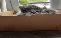 Mixed Breed cats for sale: Beautiful kittens available now  - Image 7