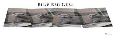 British Shorthair 2