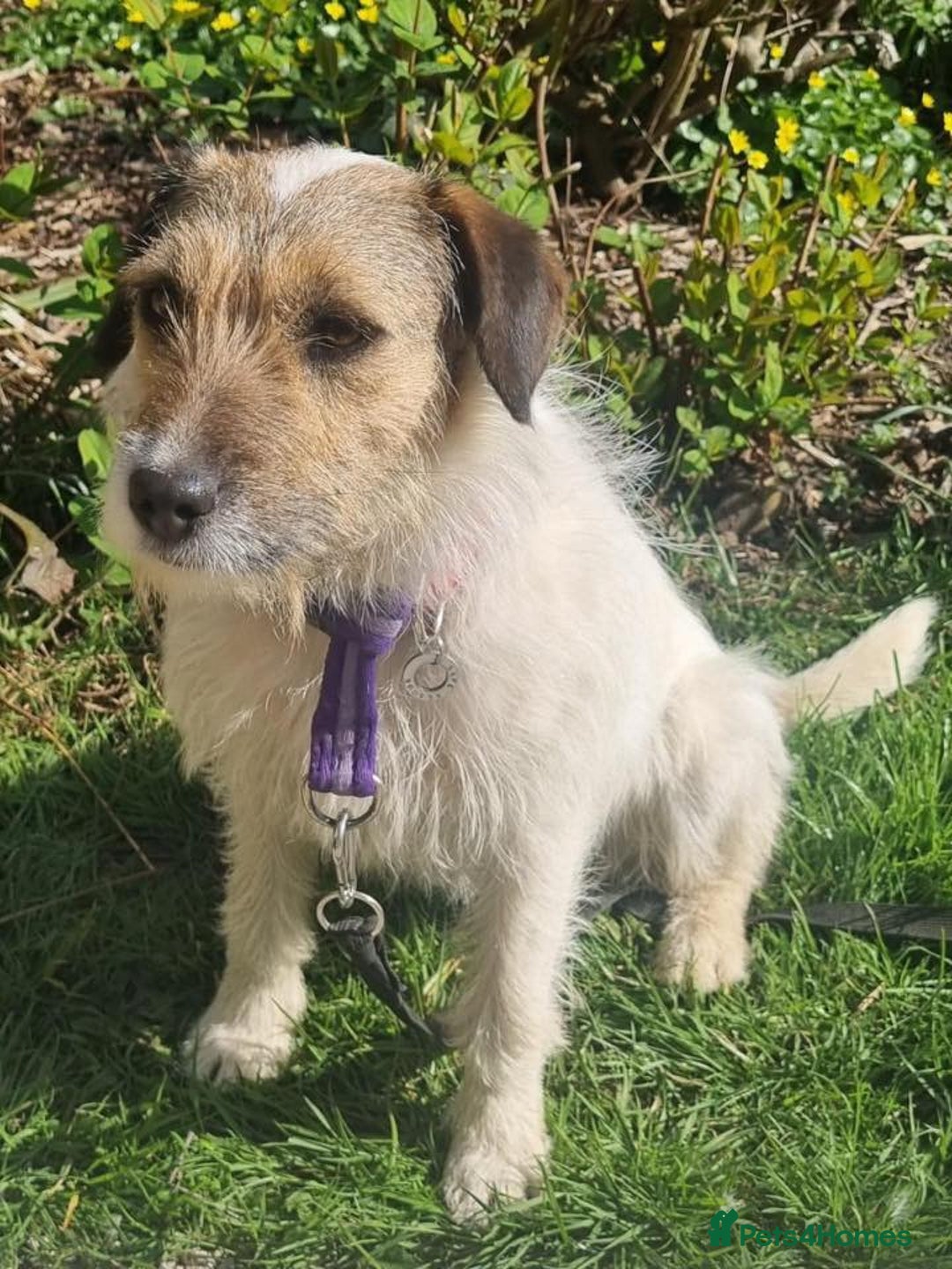Mixed Breed dogs for adoption: Zori - Badersfield Norfolk  - Image 12