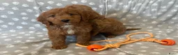 Cockapoo dogs for sale: Beautiful cockerpoo pups - Advert 2