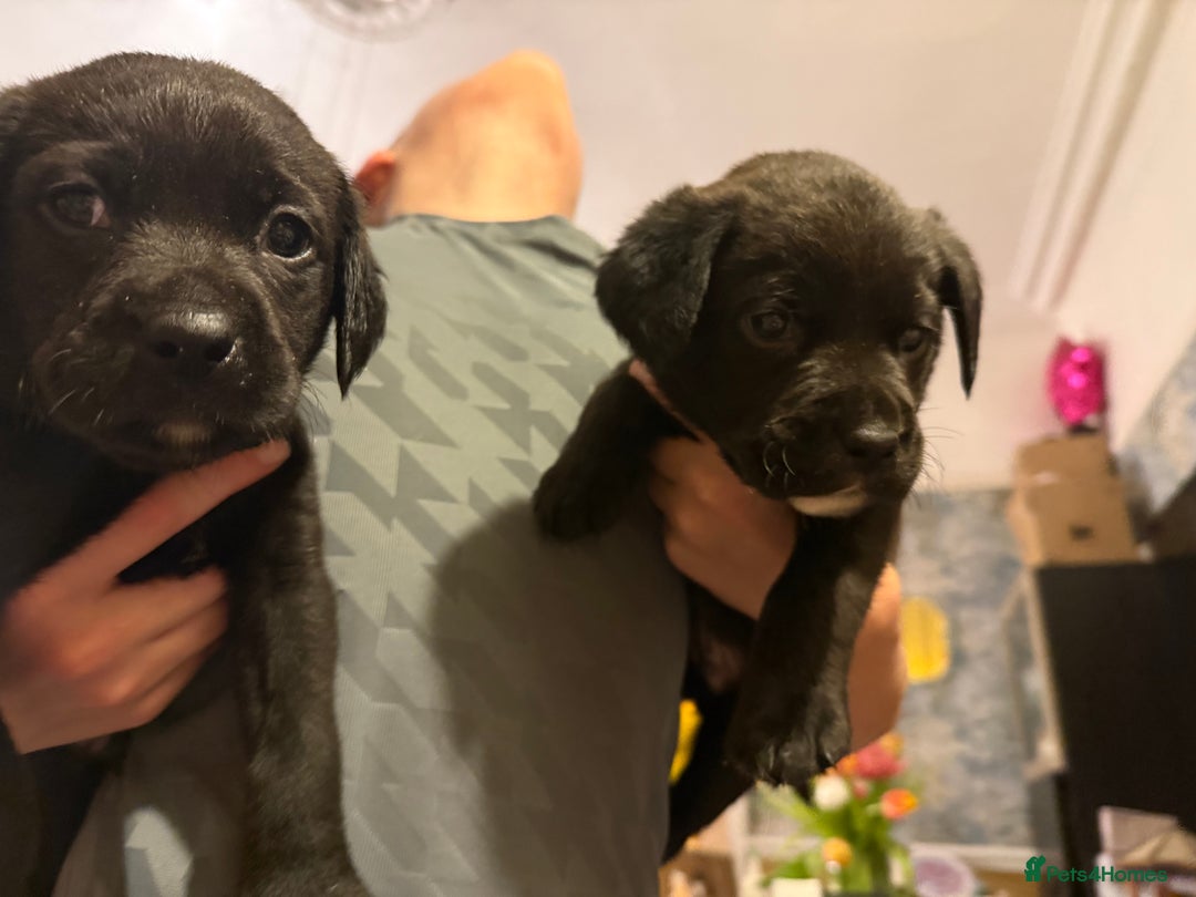 Labrador Retriever dogs for sale: Labrador X Boxerdore puppies  - Advert 39