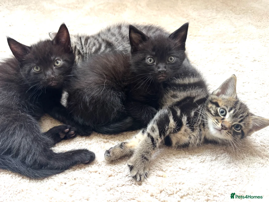 Mixed Breed cats for sale: Sweet baby Kitts - Advert 2