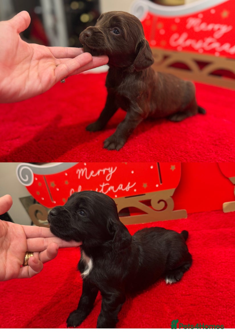 Cocker Spaniel dogs 2 Working Cocker bitches  - Advert 5