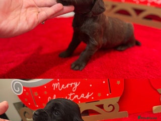 Cocker Spaniel dogs 2 Working Cocker bitches - Advert 5