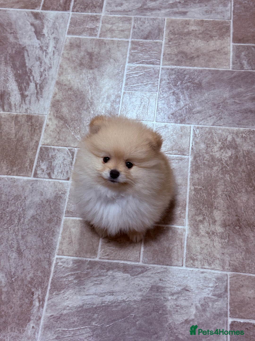 Pomeranian dogs for sale: Beautiful thick coat boy - Advert 6
