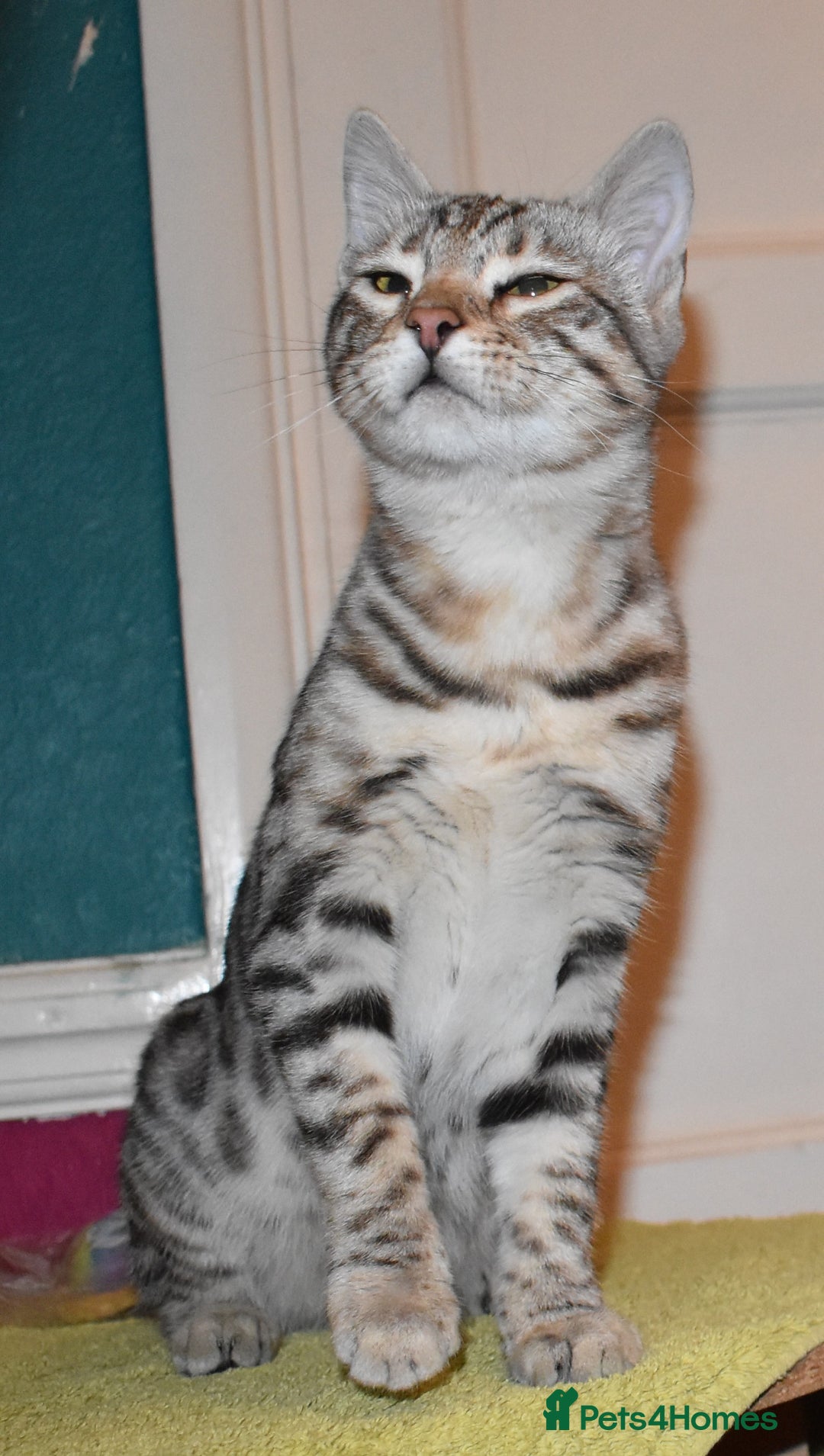 Bengal cats for sale: STUNNING GLITTER PELTED TICA REG BENGAL KITTENS - Advert 39