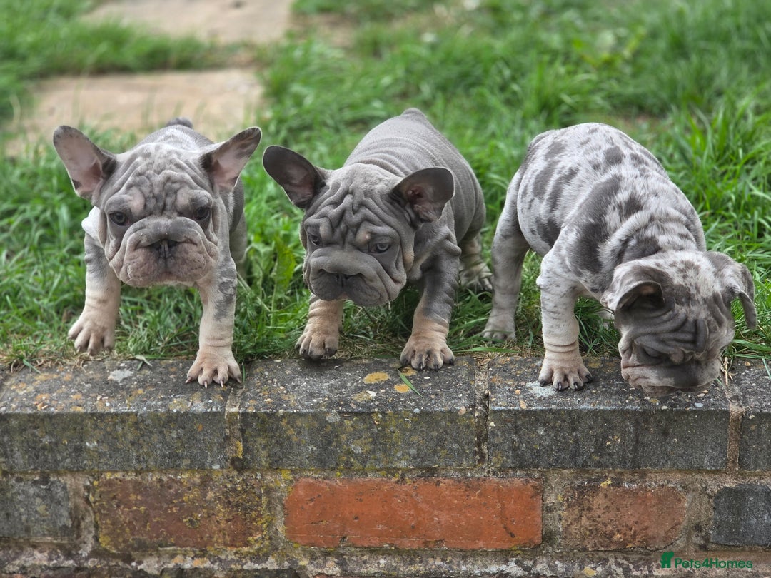 French Bulldog dogs for sale: Blue and tan merle french bulldogs - Image 3