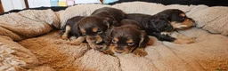 Cocker Spaniel dogs for sale: 5 STUNNING KC WORKING TYPE COCKER SPANIELS  - Advert 14