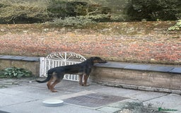 Mixed Breed dogs for sale: Reggie - Image 3