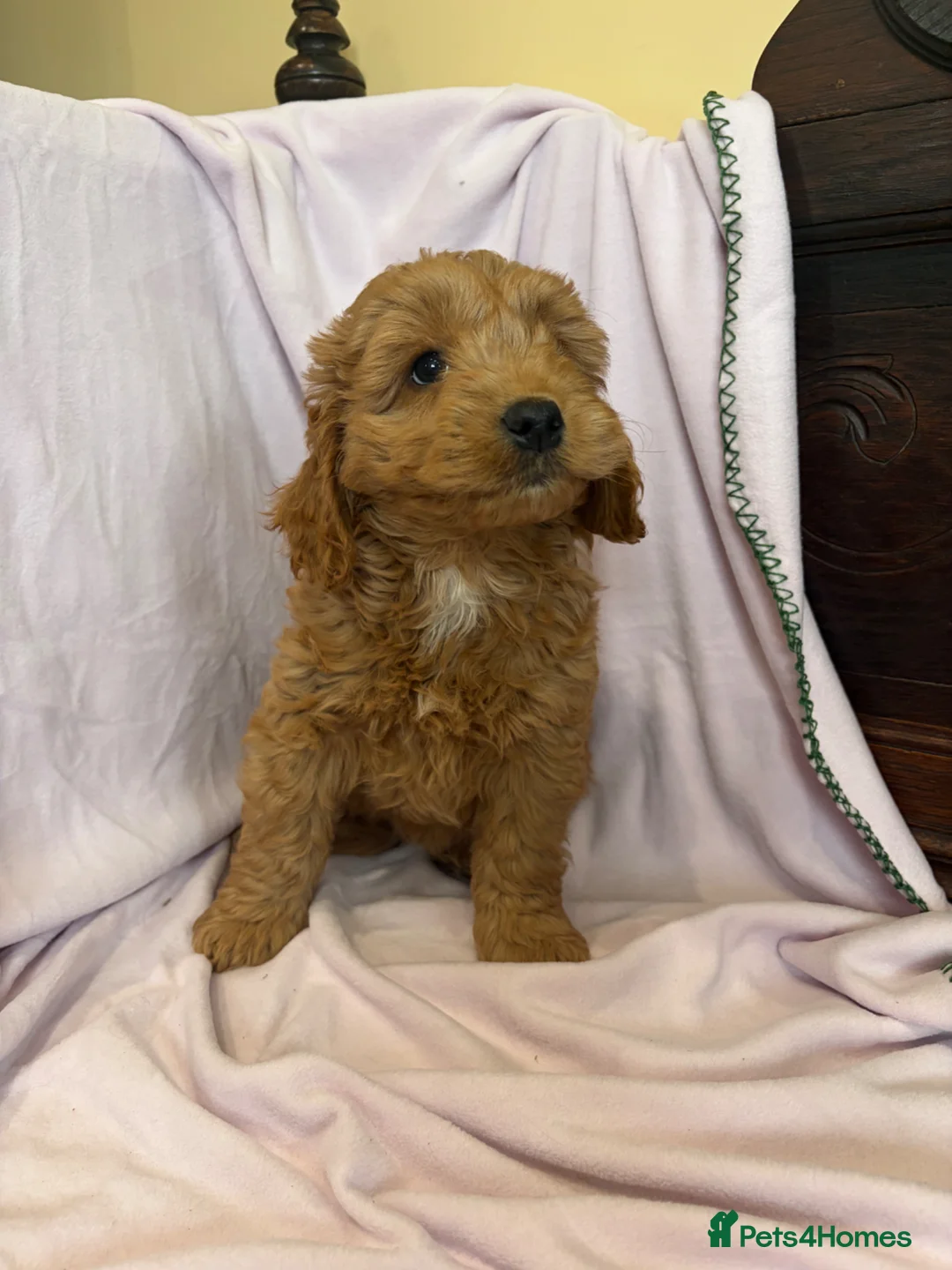 Cockapoo dogs for sale: FULLY HEALTH TESTED GOLD COCKAPOOS  - Advert 2