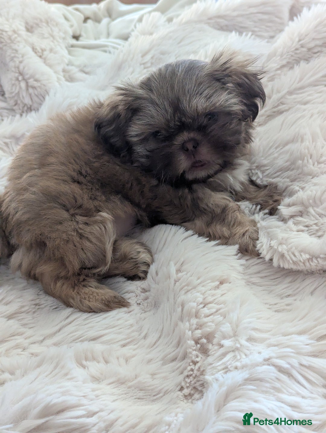 Shih Tzu dogs for sale: Imperial Shitzus - Image 13