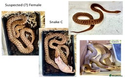 Python Snake reptiles for sale: Children’s Pythons (Antaresia childreni) - Image 3