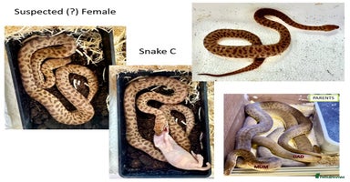 Python Snake reptiles - Advert 7