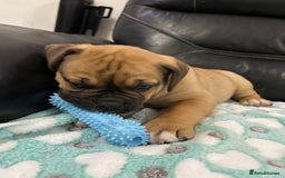 Old Tyme Bulldog dogs for sale: Old Tyme Bulldog puppies for sale - Image 15